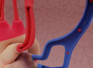 header_circulatory_system