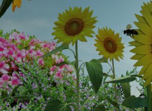 learning-about-invertebrates-minibeasts-animals-in-VR