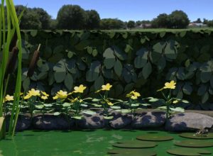 learning-about-the-life-cycle-of-a-frog-in-VR