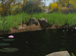 pond-plants-virtual-reality-lesson pond-plants-virtual-reality-lesson