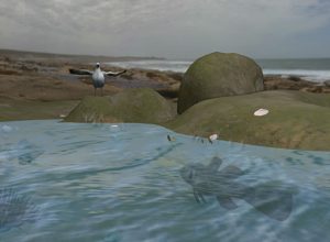 teaching-vr-rockpool-habitat